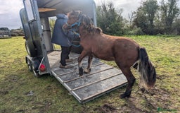 Welsh Section D horses for sale: Wpcs reg all-rounder colt. - Image 3