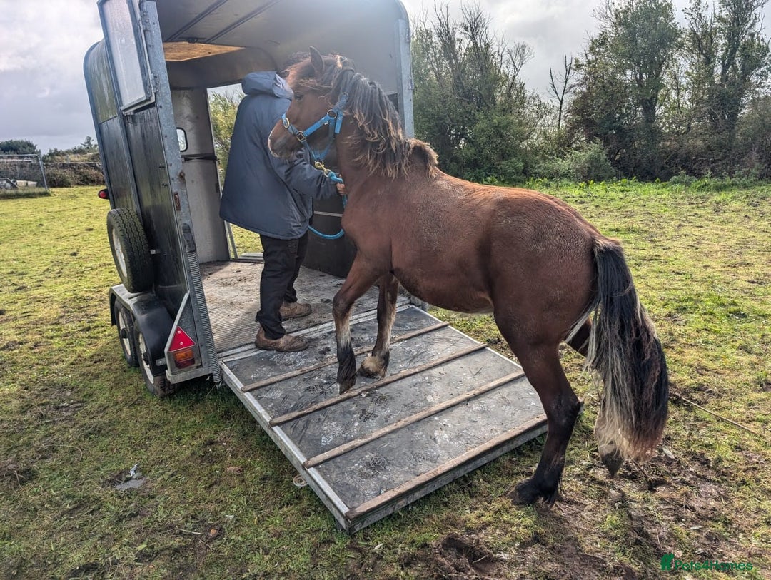 Welsh Section D horses for sale: Wpcs reg all-rounder colt. - Image 3