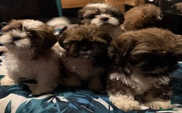 Shih Tzu dogs for sale: Adorable Shih Tzus waiting for their perfect match - Image 5