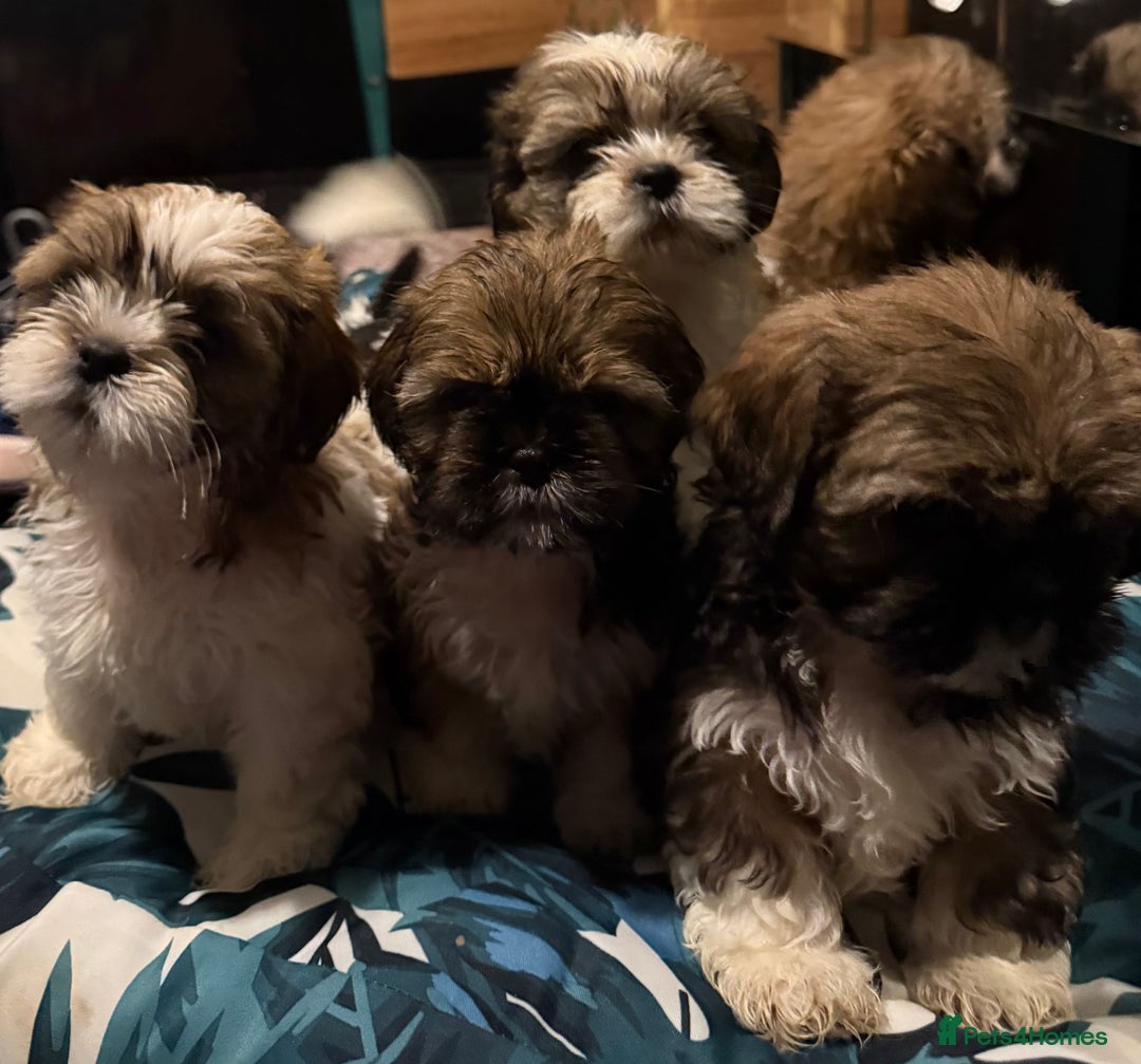 Shih Tzu dogs for sale: Adorable Shih Tzus waiting for their perfect match - Image 5