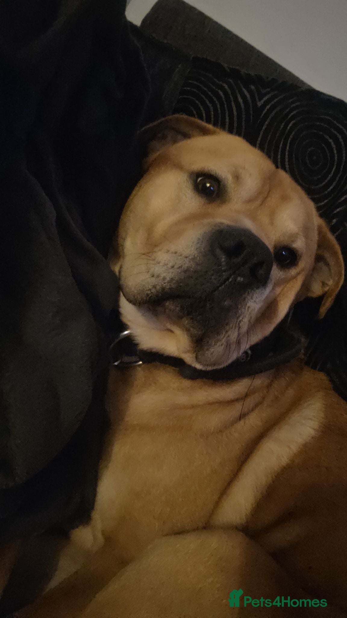 Mixed Breed dogs Blaze - Advert 18