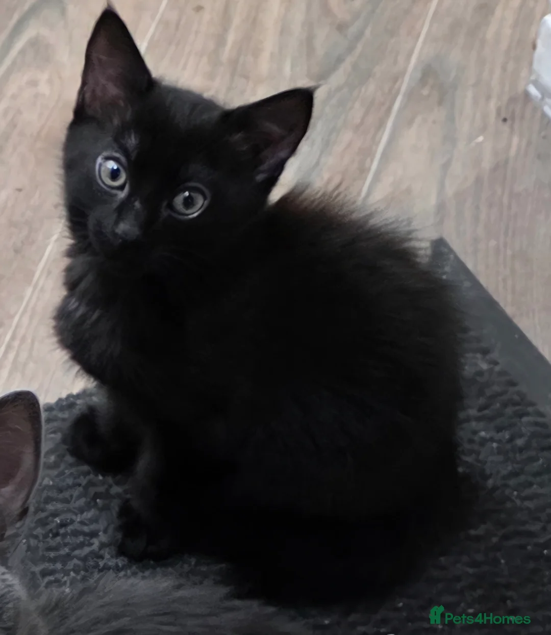 Mixed Breed cats for sale: Male kitten - Advert 8