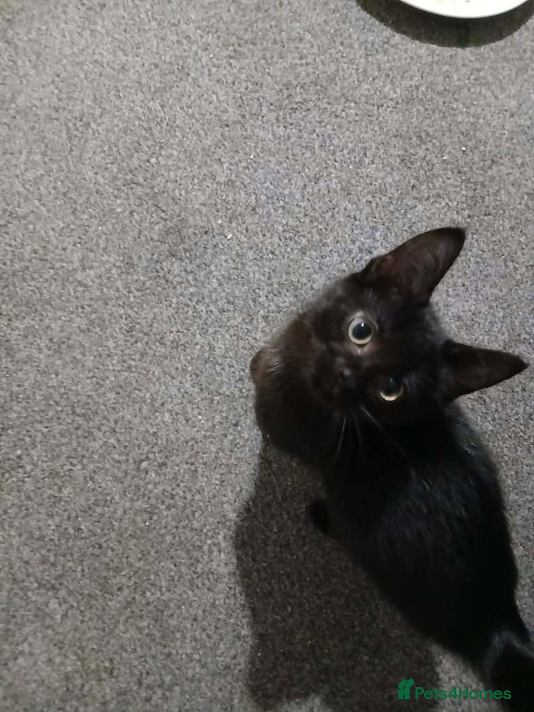 British Shorthair cats for sale: Brother And Sister (must stay together) - Advert 3