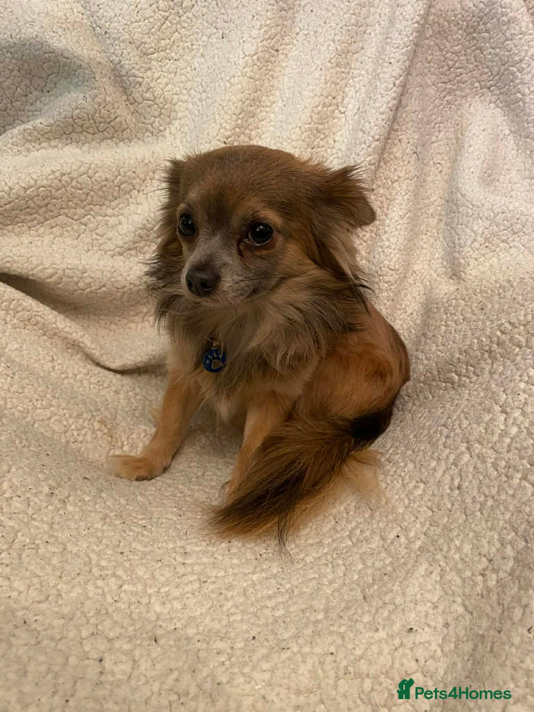 Chihuahua dogs for sale: chihuahua puppies - Advert 13