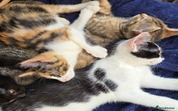 American Shorthair cats for sale: Beautiful 10 Weeks Old Kittens - Image 5