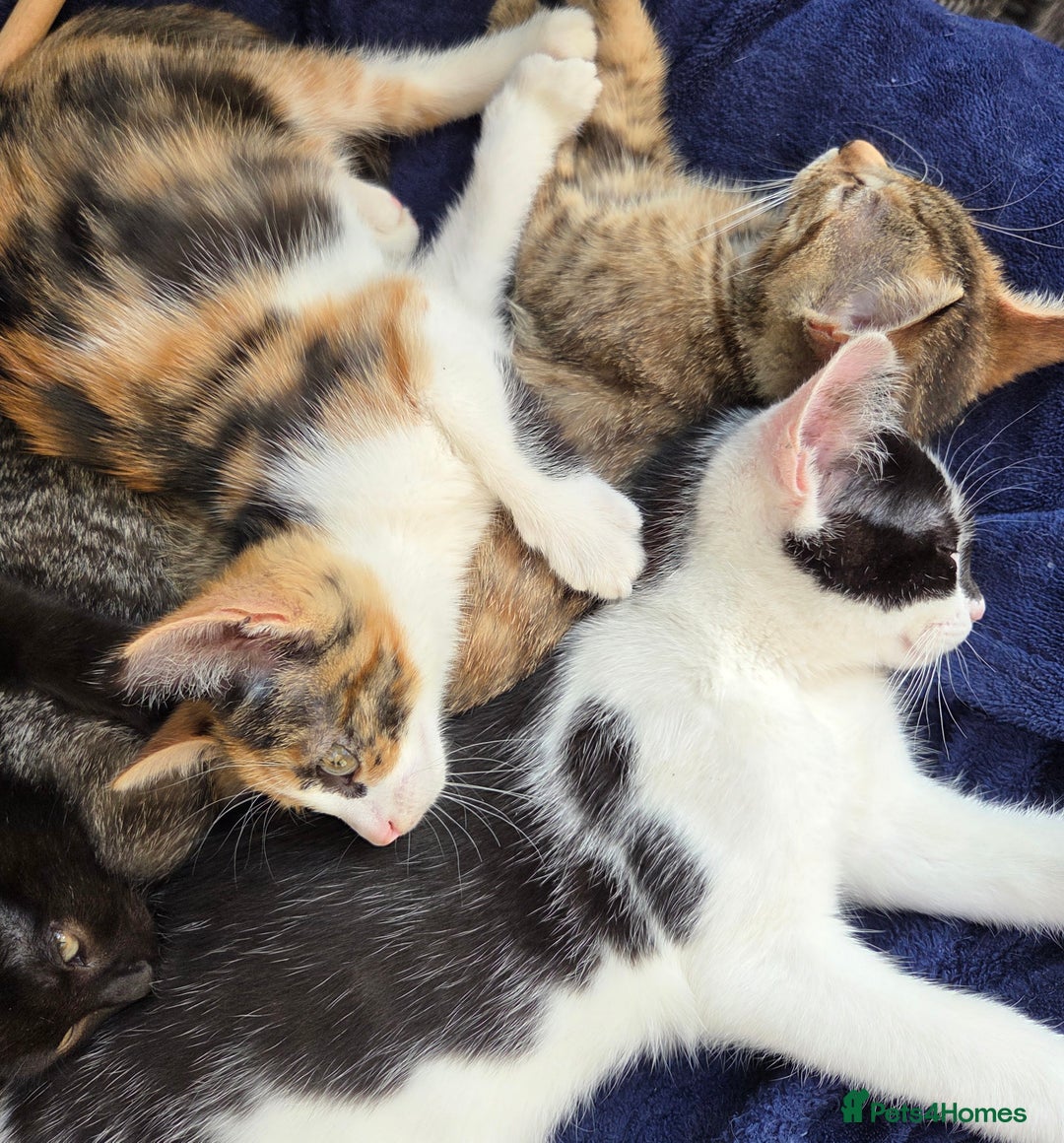 American Shorthair cats for sale: Beautiful 10 Weeks Old Kittens - Image 5