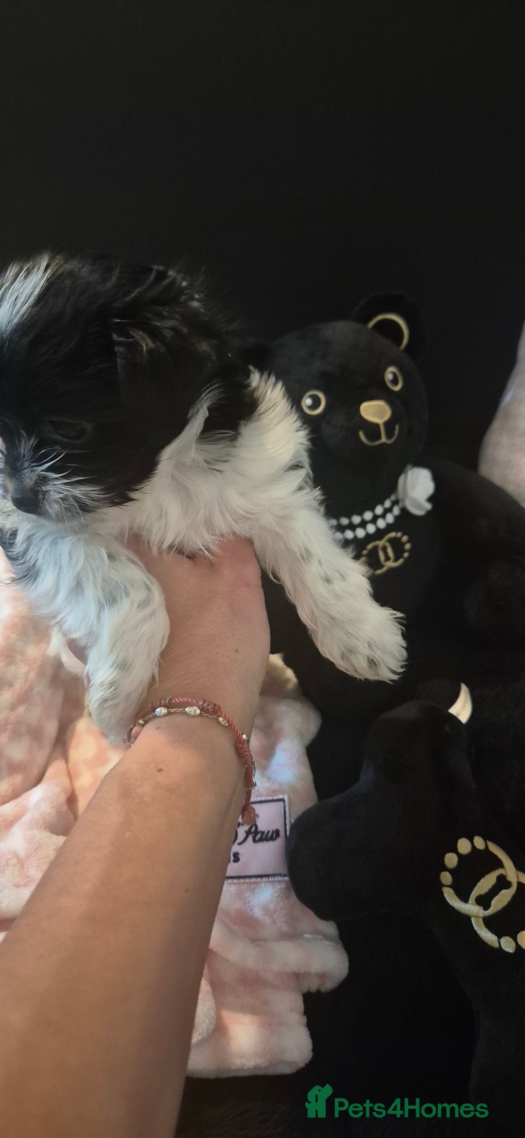 Yorkshire Terrier dogs for sale: Beautiful Biewer Yorkshire terrier puppies  - Advert 18