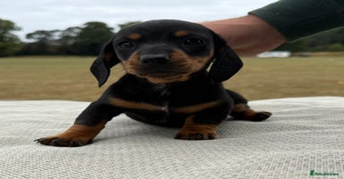 Miniature Dachshund dogs - Advert 1