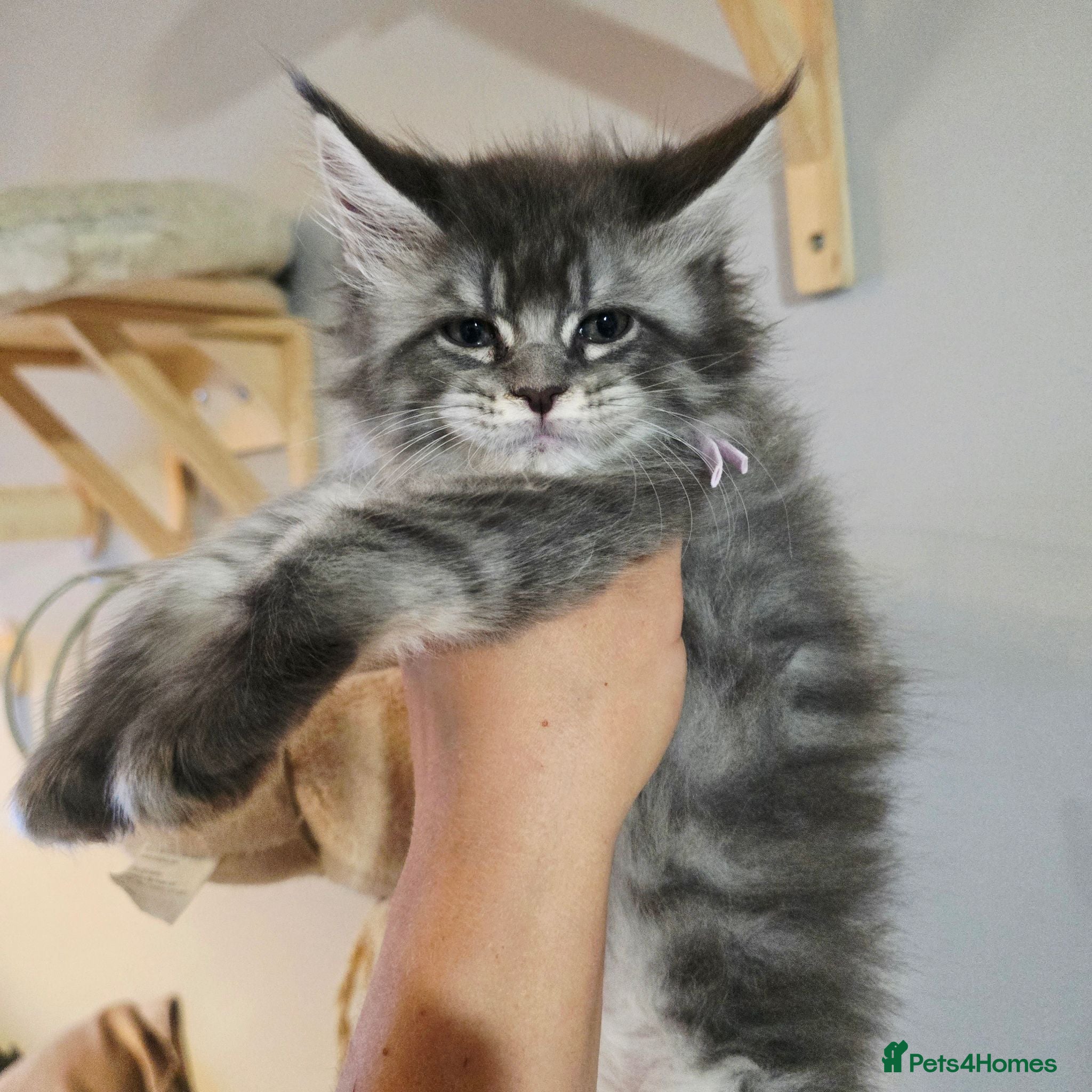 Maine Coon cats tica registered females mainecoon shaded line - Advert 3