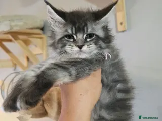 Maine Coon cats tica registered females mainecoon shaded line - Advert 3