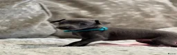 Italian Greyhound dogs for sale: 🏡 KC Italian greyhound puppies for sale 🏡 - Advert 32