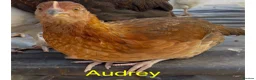 Chickens poultry for sale: Chickens for sale  - Advert 3
