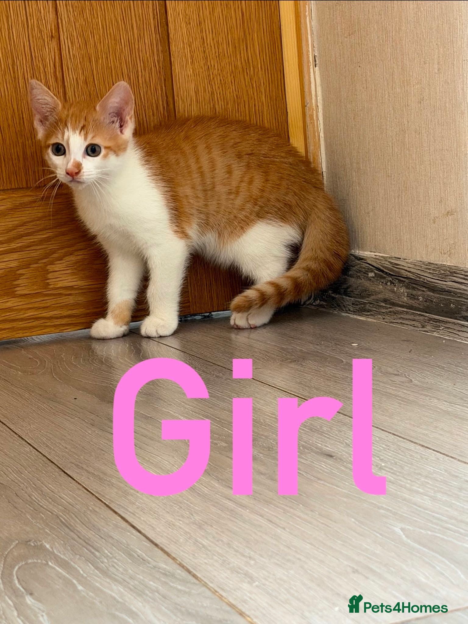 Mixed Breed cats Kittens for Sale😺😻 - Advert 5