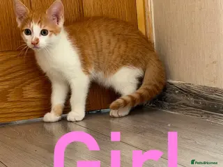 Mixed Breed cats Kittens for Sale😺😻 - Advert 5