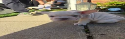 French Bulldog dogs for sale: KC French Bulldogs  - Advert 9