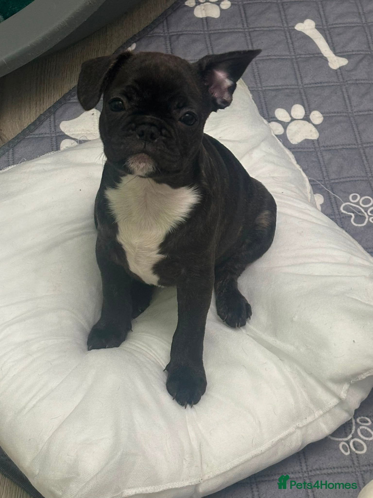 French Bulldog dogs  French bulldog puppies 1 male 1 female left - Advert 19