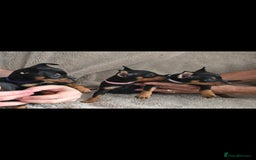 Miniature Pinscher dogs for sale: Beautiful Miniature pinscher Puppies  - Image 7