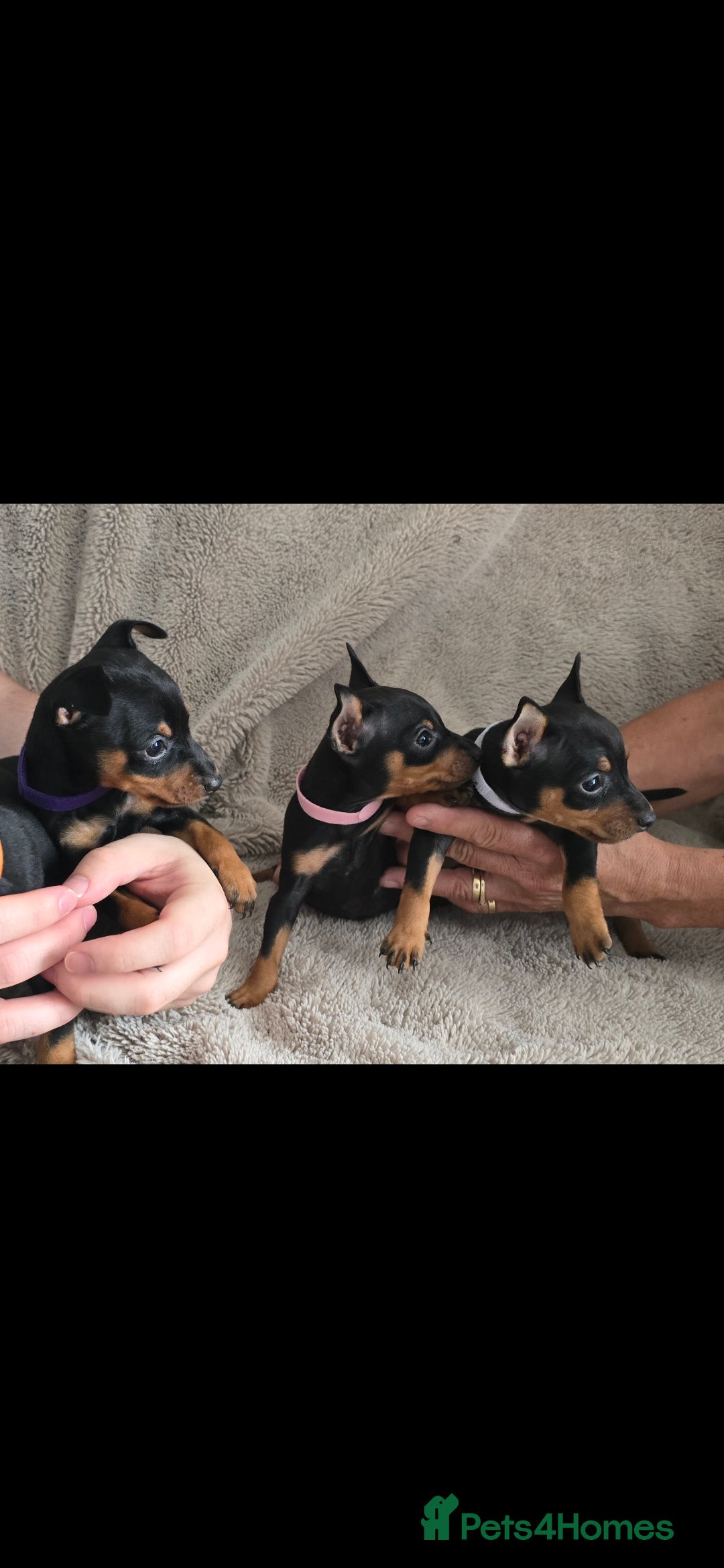 Miniature Pinscher dogs for sale: Beautiful Miniature pinscher Puppies  - Image 7