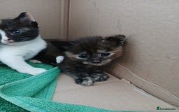 Mixed Breed cats for sale: Beautiful kittens  - Image 3
