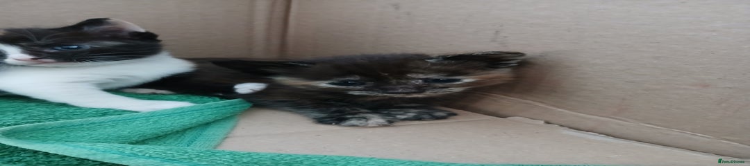 Mixed Breed Kitten 2
