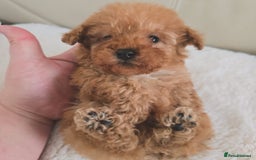 Maltipoo dogs for sale: Toy maltipoo puppies - Image 6