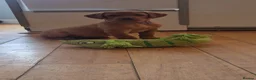 Labrador Retriever dogs for sale: Stunning dark fox red Labradors - Advert 1