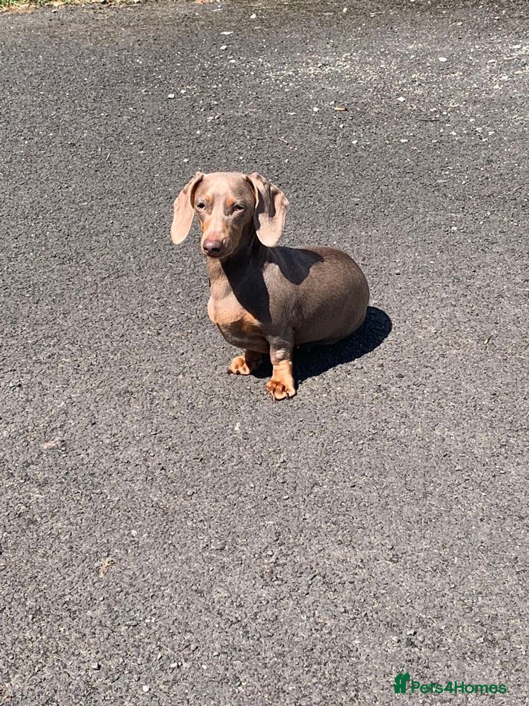 Miniature Dachshund dogs for sale: Miniature dachshunds for sale  - Advert 17