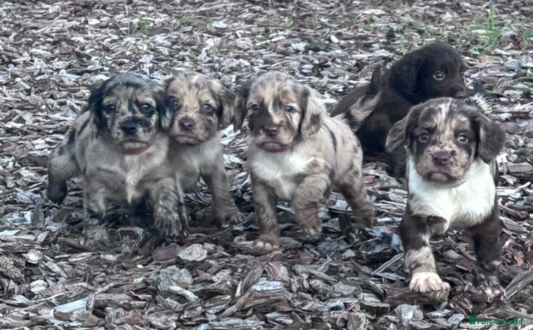 Sprocker dogs - Advert 3