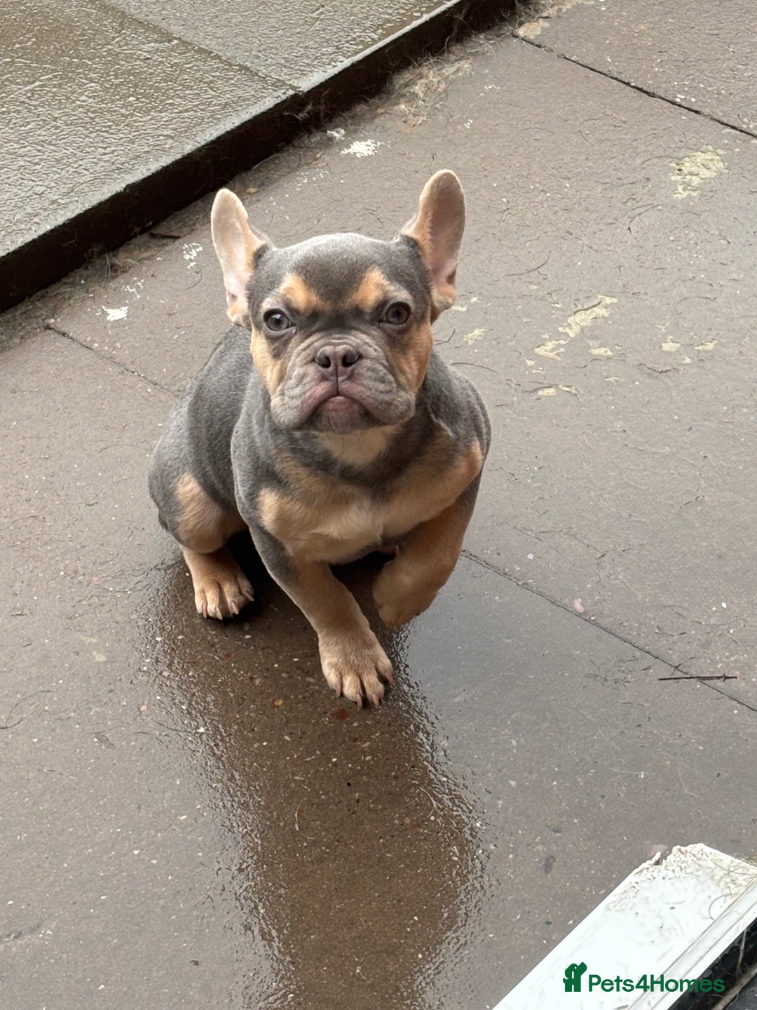 French Bulldog dogs for sale: KC lilac tan french bulldog  - Advert 2