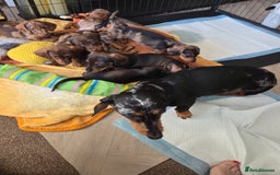 Dachshund dogs for sale: 3 beautiful boys left - Image 5