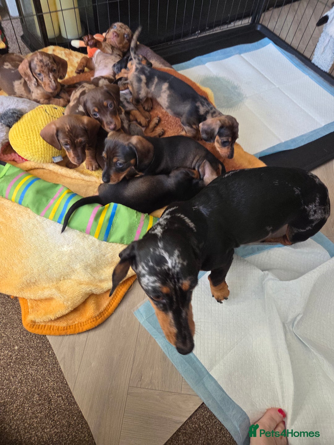 Dachshund dogs for sale: 3 beautiful boys left - Image 5