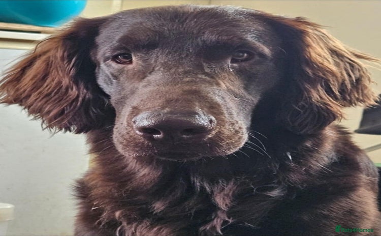 Flat coated Retriever dogs - Advert 1