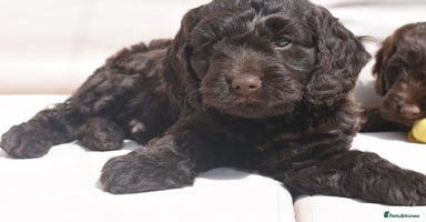 Cockapoo dogs - Advert 8