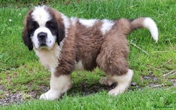 Saint Bernard dogs for sale: KC reg Saint Bernard puppies READY NOW - Image 31