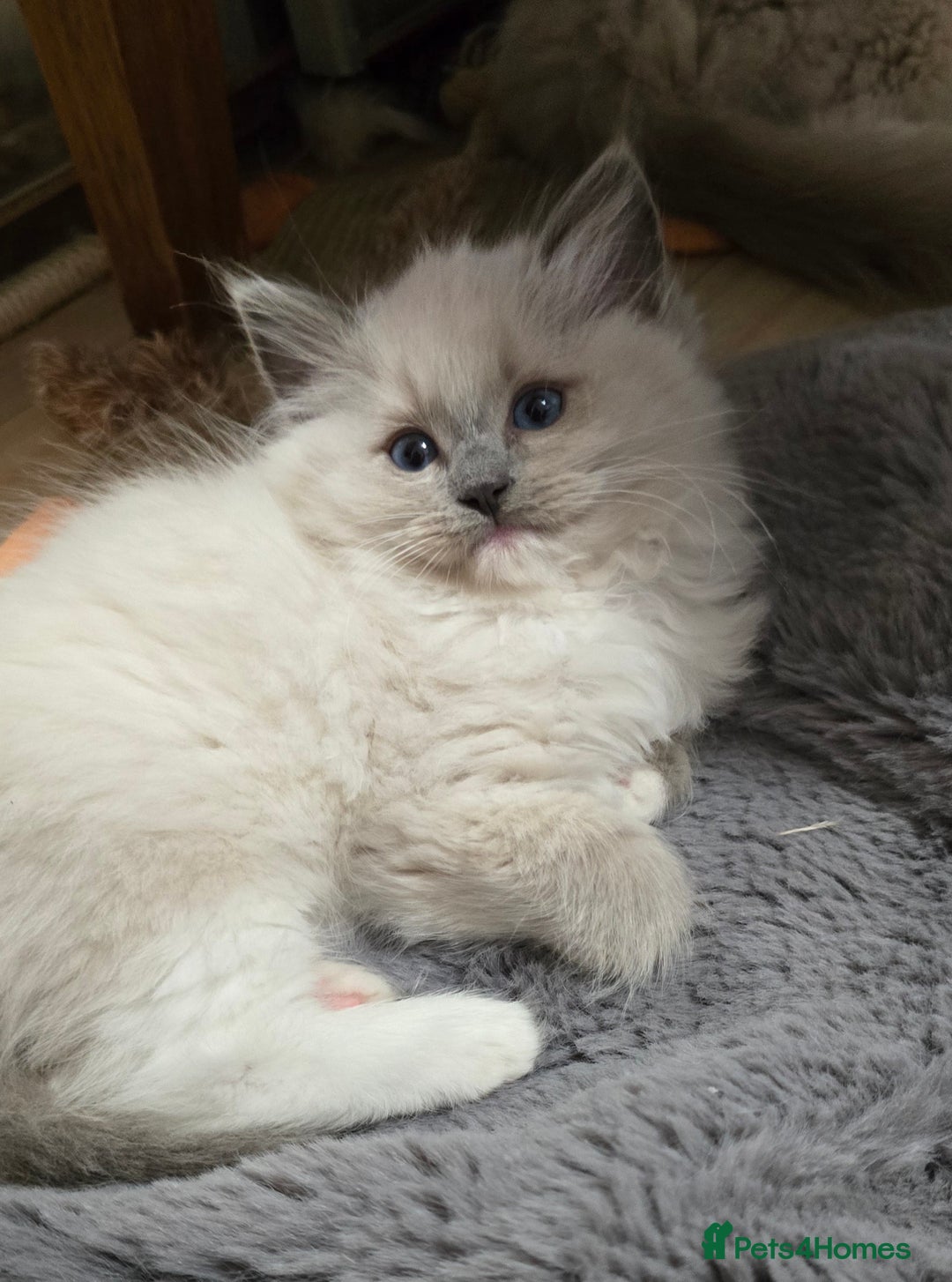 Ragdoll cats for sale: Stunning Ragdoll kittens .TICA registered  - Advert 12