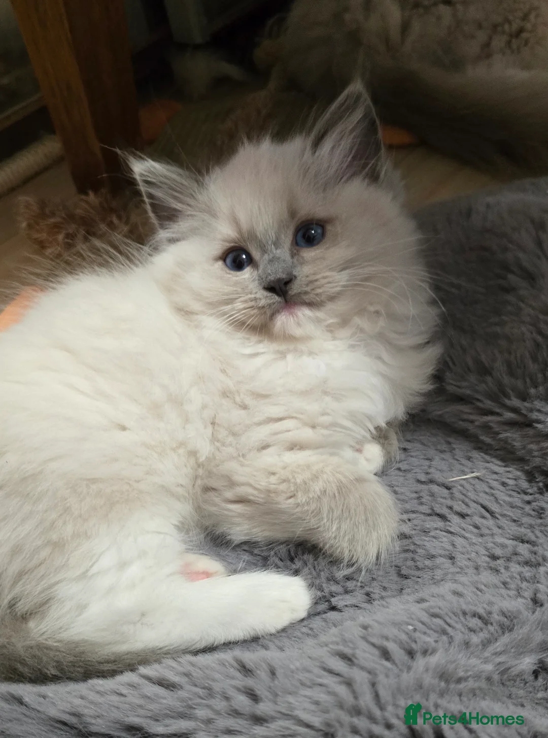 Ragdoll cats for sale: Stunning Ragdoll kittens .TICA registered  - Advert 10