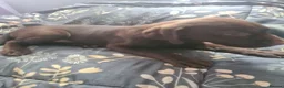 Labrador Retriever dogs for sale: Chocolate Labradors - Advert 10