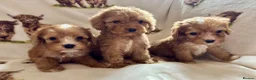 Cockapoo dogs for sale: F1 health clear cockapoo puppies  - Advert 37