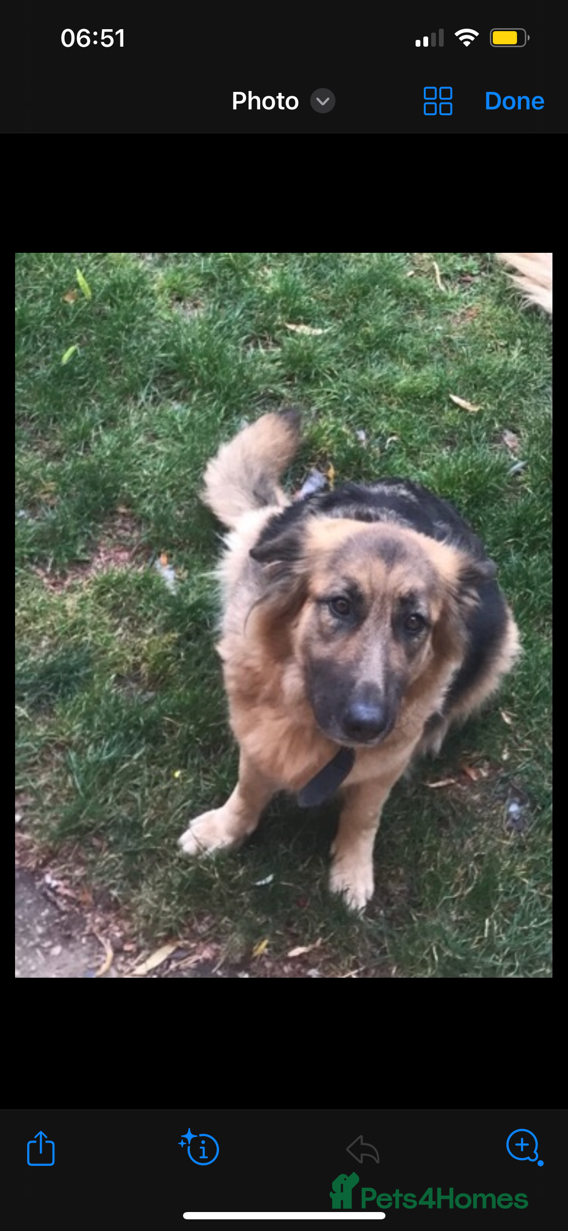 German Shepherd dogs 2 Adult German shepherds for free. - Advert 17