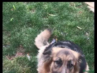 German Shepherd dogs 2 Adult German shepherds for free. - Advert 9