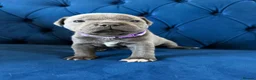 Staffordshire Bull Terrier dogs for sale: KC Staffordshire Bull Terrier Puppies - Advert 18