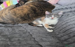 Mixed Breed cats for sale: Cali girl looking for home - Image 5