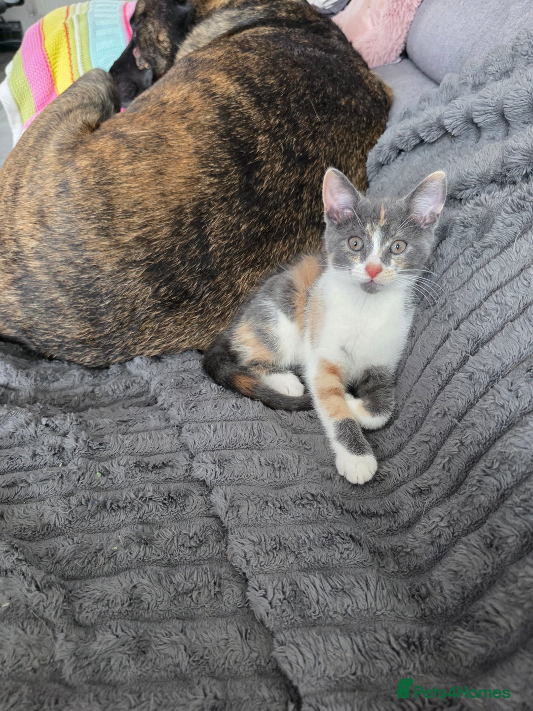 Mixed Breed cats for sale: Cali girl looking for home - Image 5
