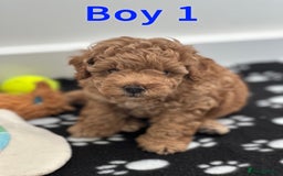 Toy Poodle dogs for sale: Adorable Playful Toy Poodles - 3 Boys Left - Image 4