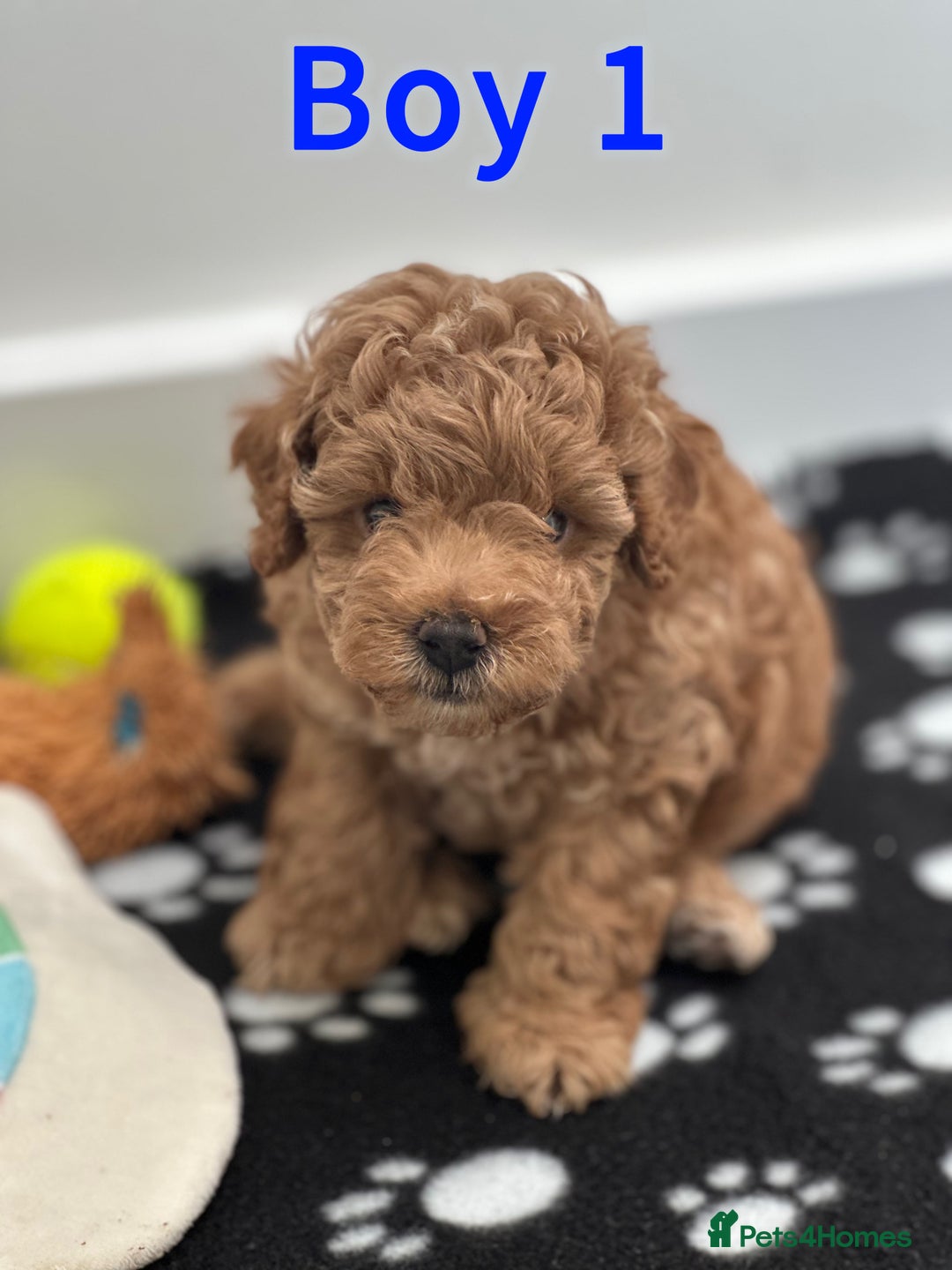 Toy Poodle dogs for sale: Adorable Playful Toy Poodles - 3 Boys Left - Image 4