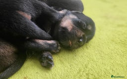 Mixed Breed dogs for sale: Beautiful Ridgeback Staffy x Rottweiler Puppies - Advert 31