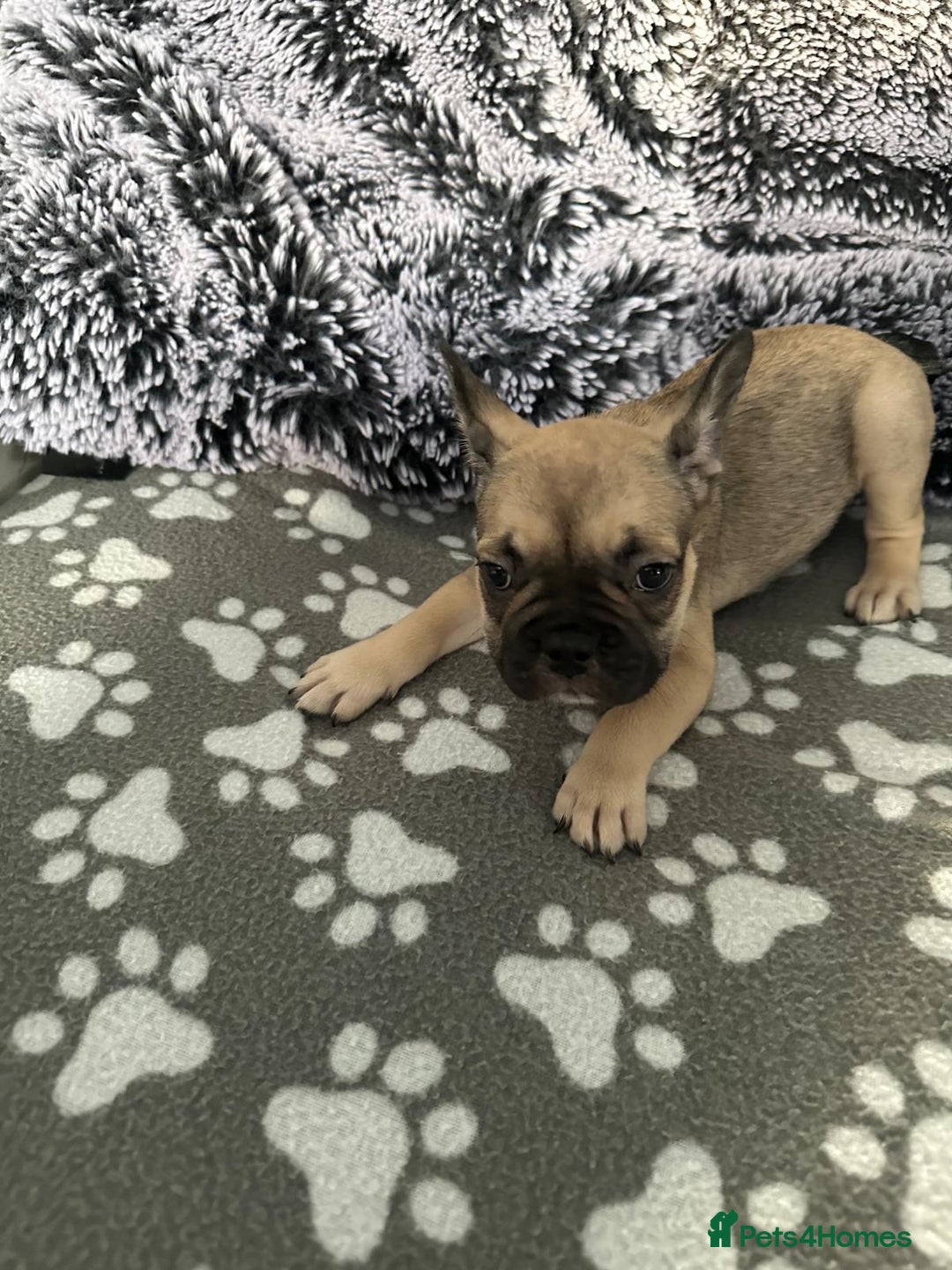 French Bulldog dogs for sale: Amazing french bulldog  - Image 26
