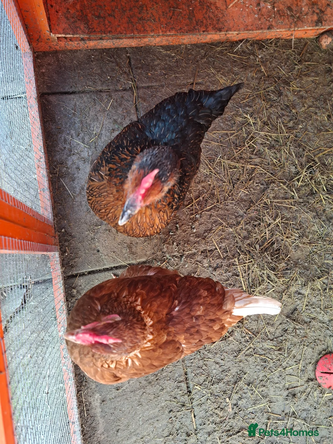 Chickens poultry for sale: 2 hens for rehoming in Leicester - Advert 1