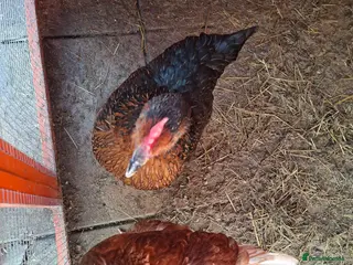 Chickens poultry 2 hens for rehoming in Leicester - Advert 12