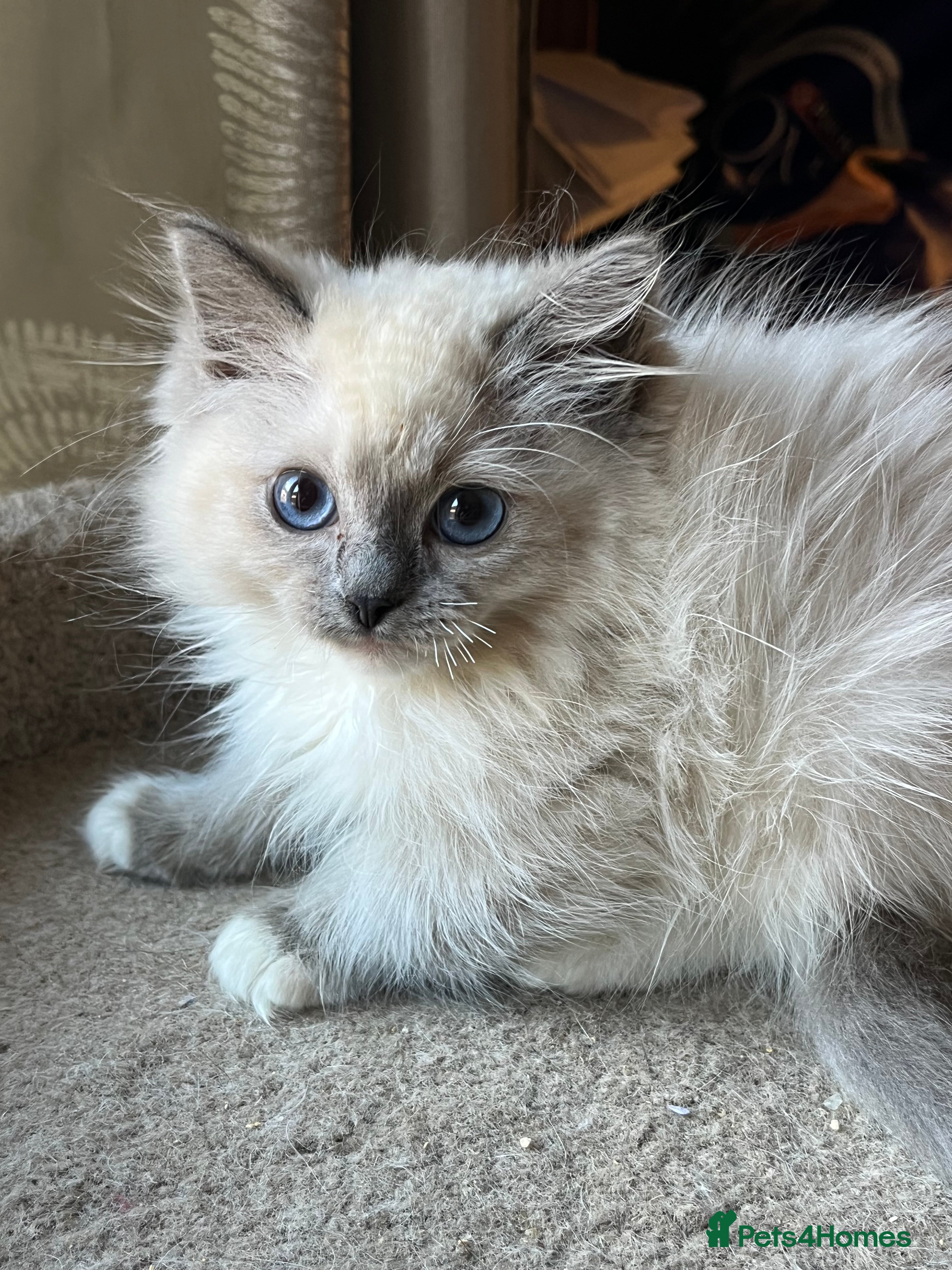 Ragdoll cats 🐈 Gorgeous Cherubim ragdoll kittens  - Advert 6
